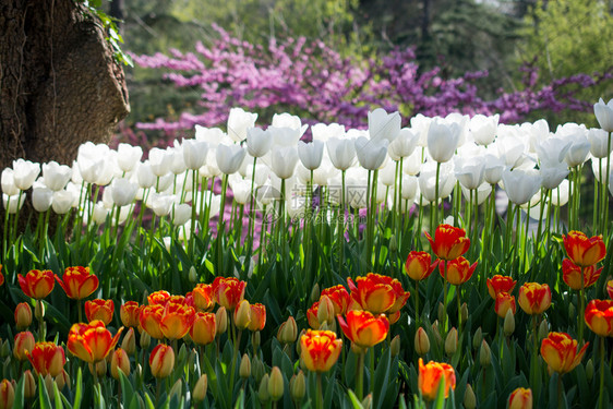 春天自然界不同颜色的郁金香图片