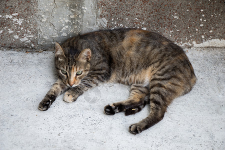 在城里街上看到野猫图片