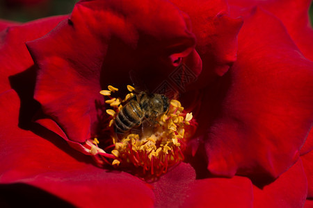 蜜蜂正在食用美丽的花粉图片