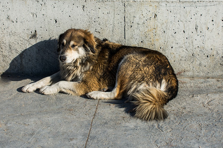 街头流浪者Dogis作为孤独的概念图片