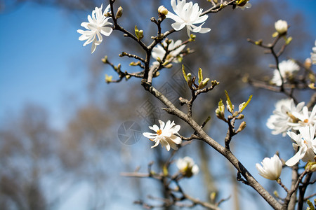 春时大自然中美丽多彩的野花背景图片