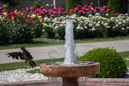 乌鸦在玫瑰花园里流水的边上图片