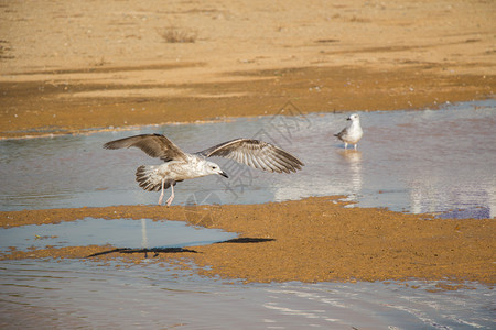 海鸥在地面上用泥水填满了海鸥图片