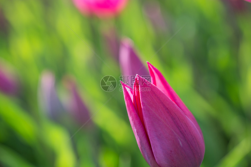 春时自然中粉红色颜的新鲜郁金香图片