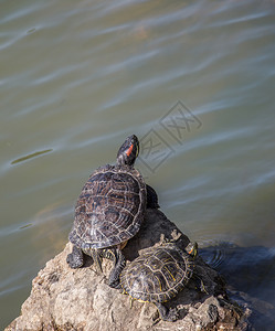 湖边发现的孤独乌龟图片
