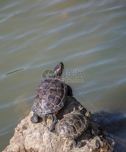 湖边发现的孤独乌龟图片