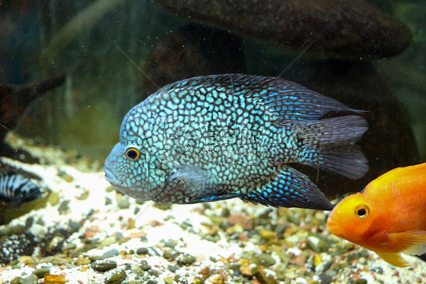 美丽的多彩鱼类在水族馆环境中游泳图片