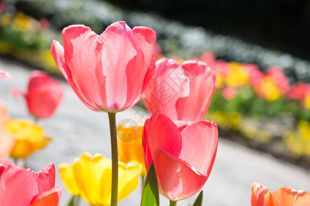 春天的郁金香花园充满了各种颜色的郁金香图片