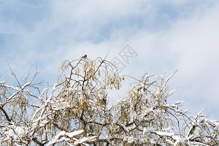 本底雪和白天空下树木的冬季枝背景图片