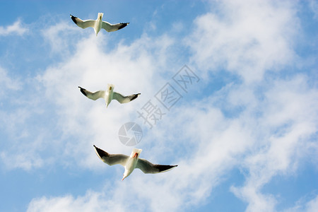 海鸥在天空中飞翔图片