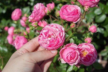 玫瑰香葡萄干背景