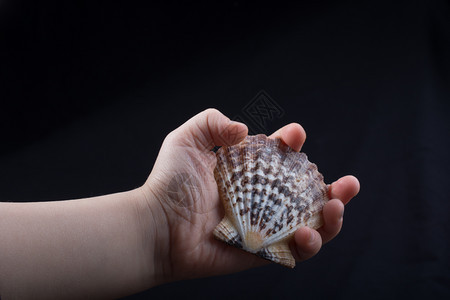 手握着美丽的贝壳手握着黑色的贝壳图片