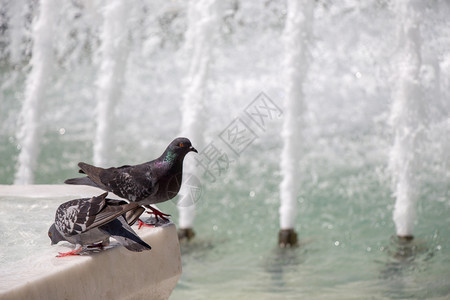 喷泉边水的城市鸽子图片