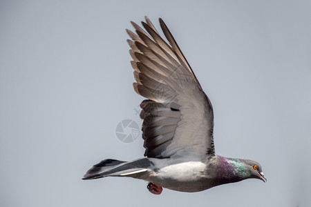 空中一只鸽子翅膀张开图片素材