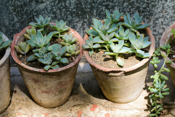 在植物园的花盆里朵图片