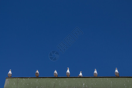 海鸥坐在屋顶上图片