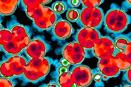 细菌胞的形状共生菌bacilli菌螺旋本底图片