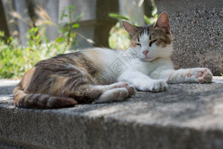 家猫在镇里街上看家猫图片