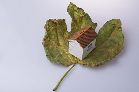 装在一大片秋叶上的小模范房子图片