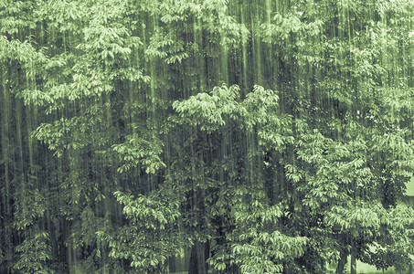 显示雨时关闭大树图片