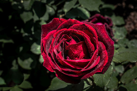 玫瑰草在花园自然背景中盛开的美丽多彩玫瑰背景
