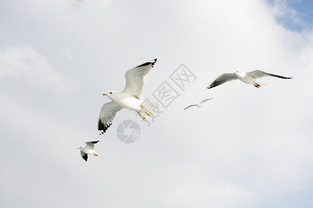 小鸟飞翔海鸥在天空中飞翔背景