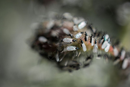 一群飞蚁聚集在植物上图片