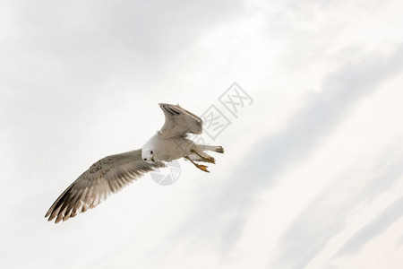 白色背景的海鸥图片