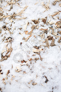 寒冬白雪上的木块图片