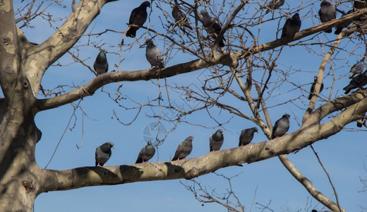 鸽子坐在树枝上图片
