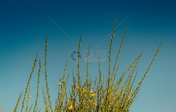 花朵在泉水中开树丛图片