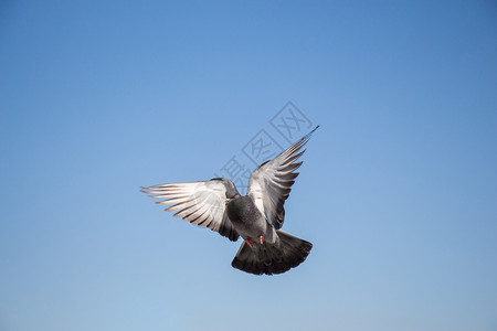 空中一只鸽子翅膀张开图片素材