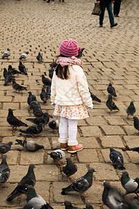 生活在城市环境中的灰鸽小女孩大群居于城市环境中图片
