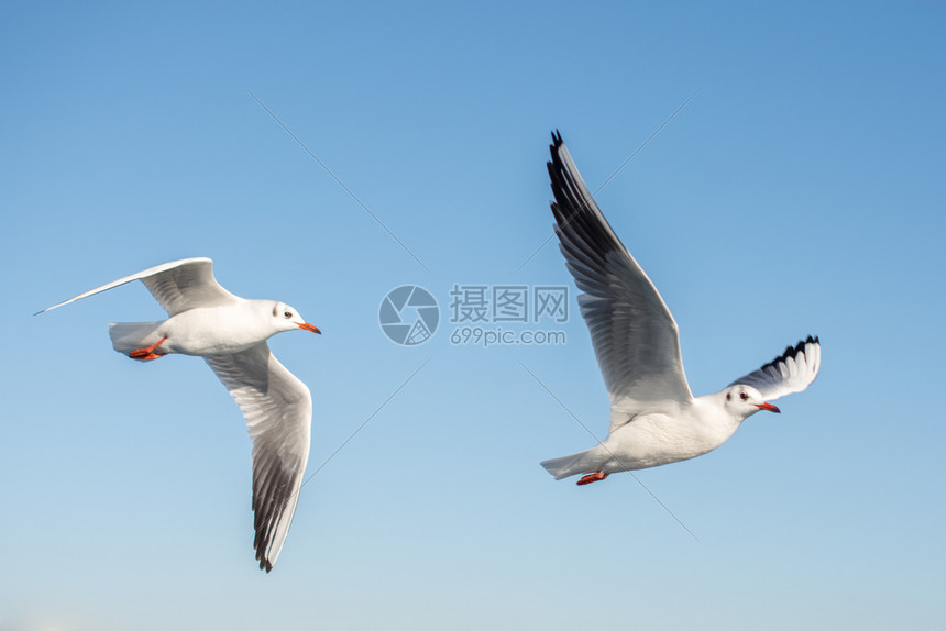 单海鸥在岸上发现图片