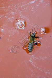 液状新鲜天然黄蜂图片