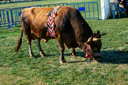 棕牛上面印着土耳其传统布料在绿草上展示图片