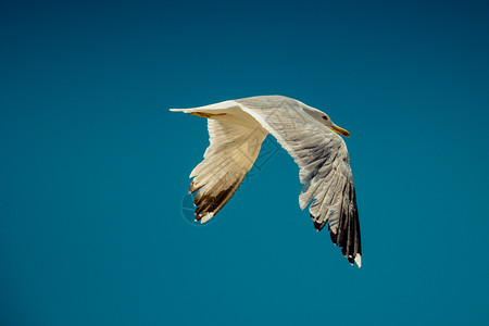 鸟 蓝天单海鸥以蓝天为背景在飞行背景