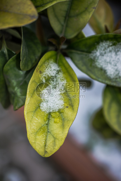 寒冷冬天植物叶上的雪图片