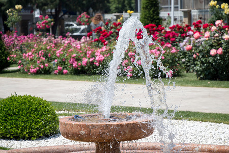 玫瑰园喷泉的水涌出图片