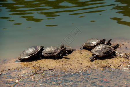 湖边发现的孤独海龟图片