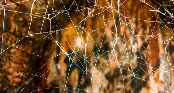 洞穴中的蜘蛛网图片