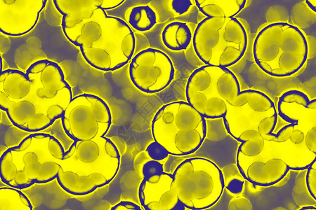 细菌胞的形状共生菌bacilli菌螺旋本底图片素材
