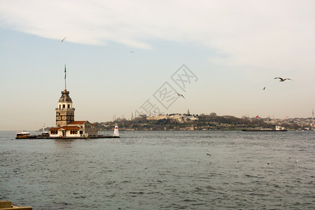 位于Bosphorus的Maiden塔环绕在海鸥周围图片