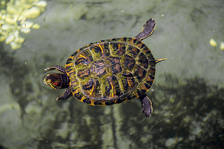 湖中发现的孤独海龟图片