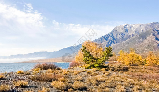 Baikal湖的秋天自然Baikal湖的景观和植物Baikal湖的景观和植物图片