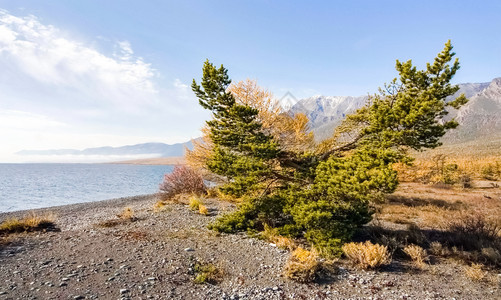 Baikal湖的秋天自然Baikal湖的景观和植物Baikal湖的景观和植物图片