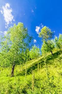 森林和草地的植被与天空相对自然的开阔空间景观森林和草地的植被与天空相对图片