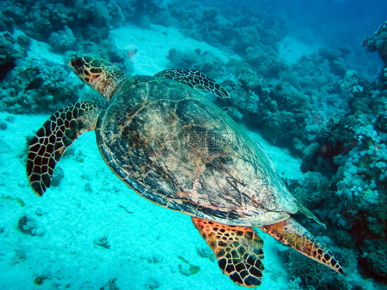 水下游的海龟洋爬行动物水下珊瑚礁及其居民海洋爬行动物图片