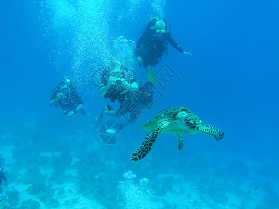 水下游的海龟洋爬行动物水下珊瑚礁及其居民海洋爬行动物图片