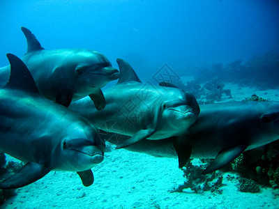 海豚在水下是热带动物世界的水域图片